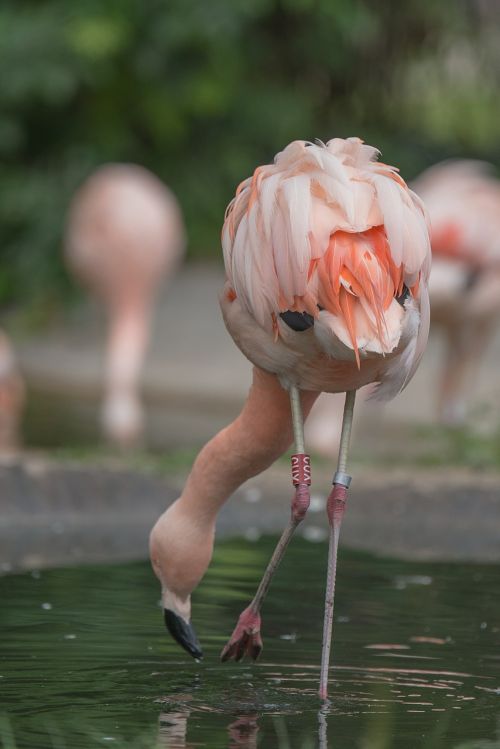 flamingo animal pink
