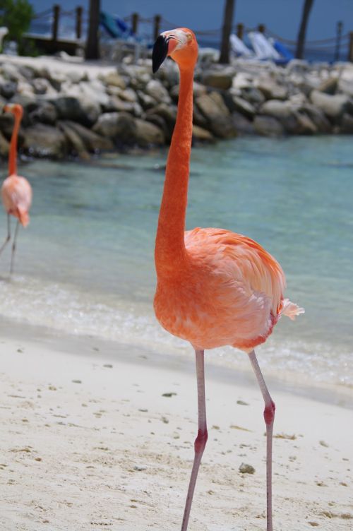 flamingo beach summer