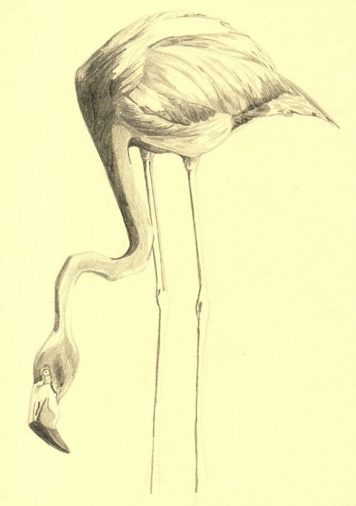 flamingo bird drawing