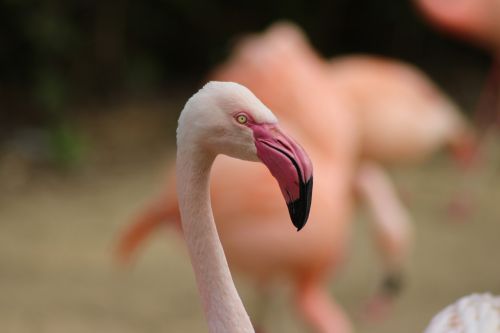 flamingo animal wildlife photography