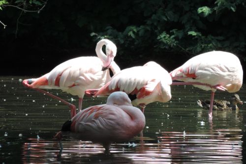 flamingo birds zoo augsburg