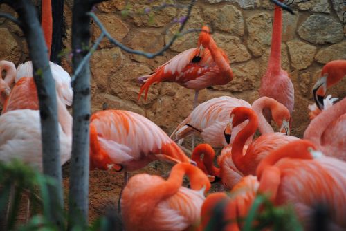 flamingo pink nature