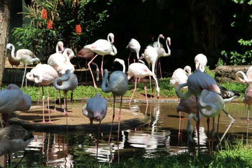 flamingo lake nature