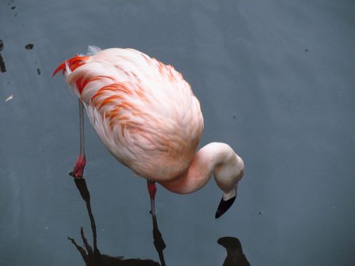 flamingo zoo water