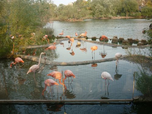 flamingo zoo pond