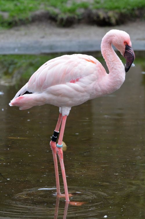 flamingo pink animal