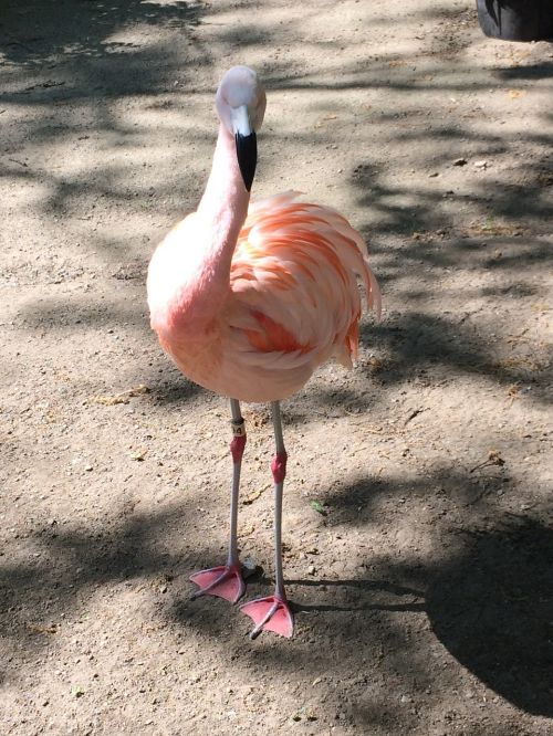 flamingo bird zoo