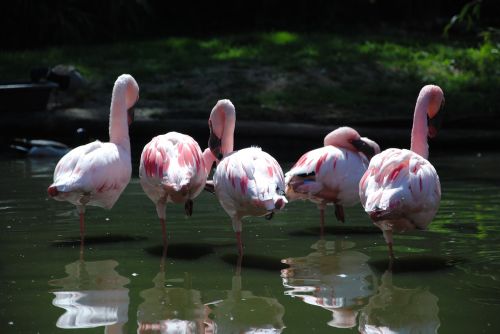 flamingo bird water