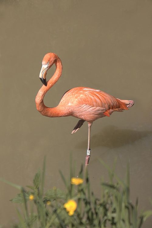 flamingo pink bird