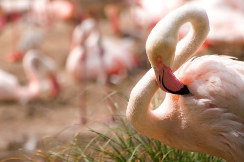 flamingo bird water bird