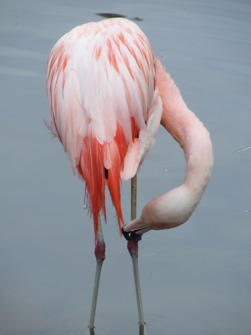 flamingo bird feather