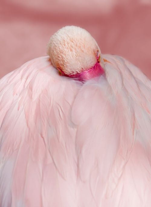 flamingo pink bird
