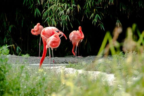 flamingo orange water
