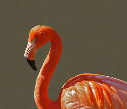 flamingo bird pink