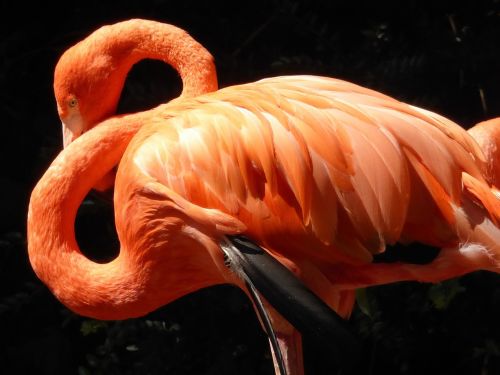 flamingo red plumage