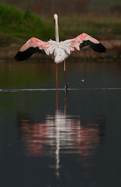 flamingo izmir bird