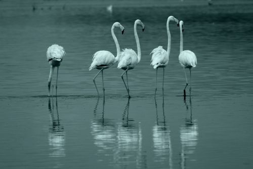 flamingo bird lake