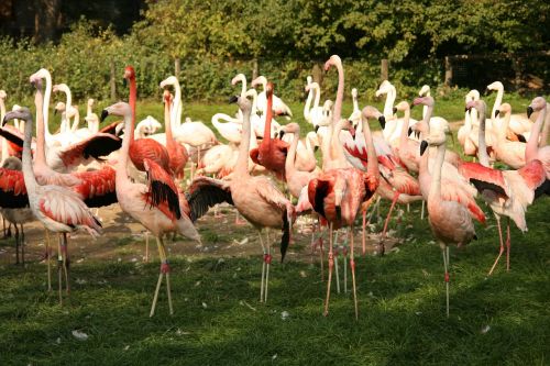 flamingo bird birds