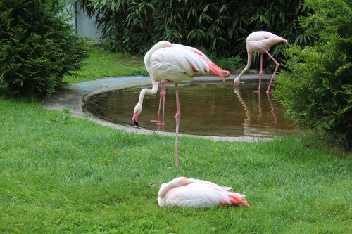 flamingos park water bird