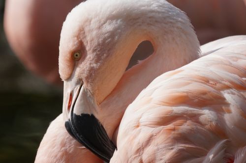 flamingo bird close