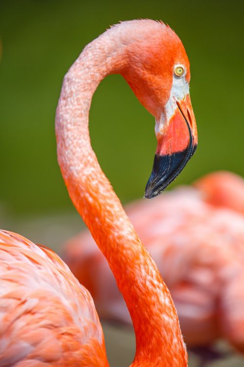 Flamingo Bird Head