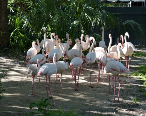 Flamingo Birds