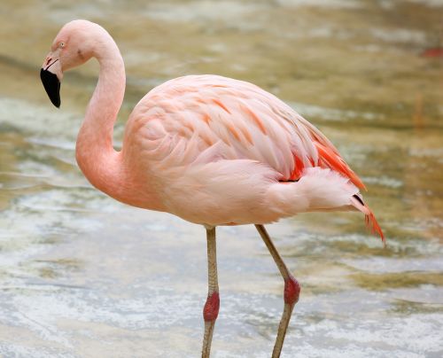 flamingo by the lake colorful bird