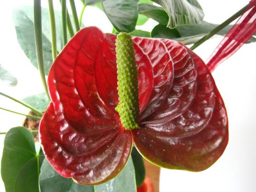 flamingo flower red tropical