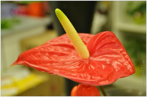 flamingo flower anthurium flower