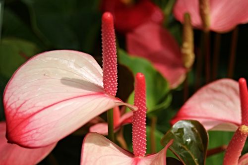 flamingo flower anthurium andraeanum anthurium