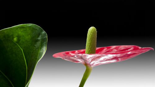 flamingo flower red anthurium