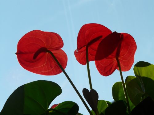 flamingo flower anthurium petals