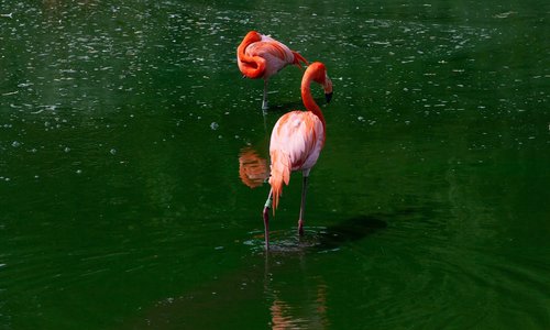 flamingo in green water  flamingos  pink