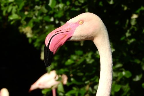 flamingo pink phoenicopterus roseus flamingo