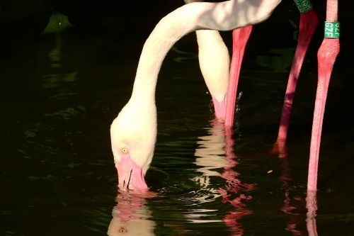 flamingo pink phoenicopterus roseus flamingo