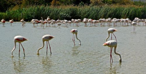 flamingoes birds pink