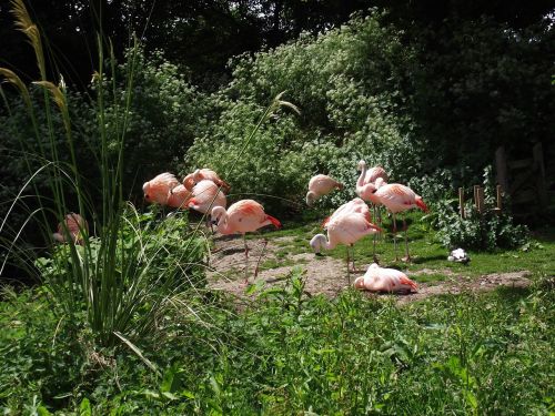 flamingoes animals zoo