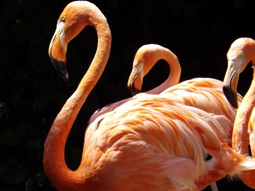 flamingoes  zoo  n