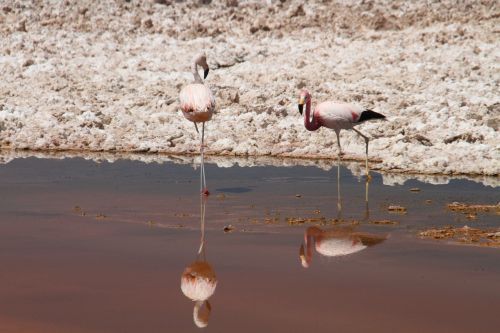 flamingos pink atacama desert