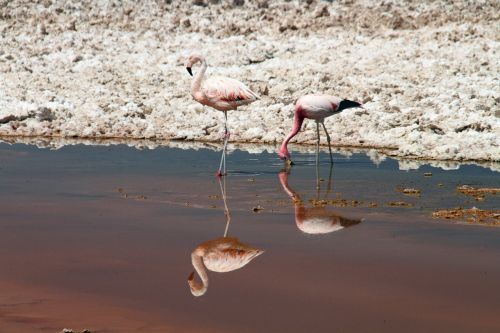 flamingos pink atacama desert