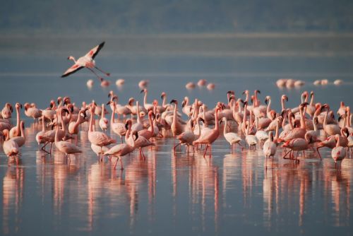flamingos africa wildlife