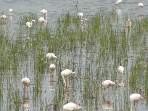 flamingos animal world water bird