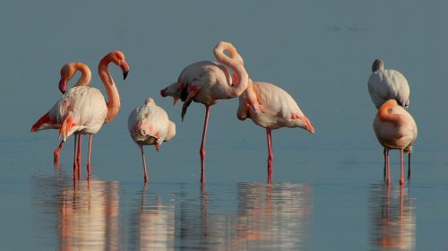 flamingos birds animals