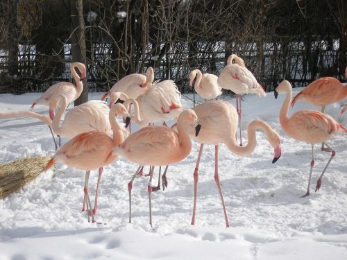 flamingos birds zoo