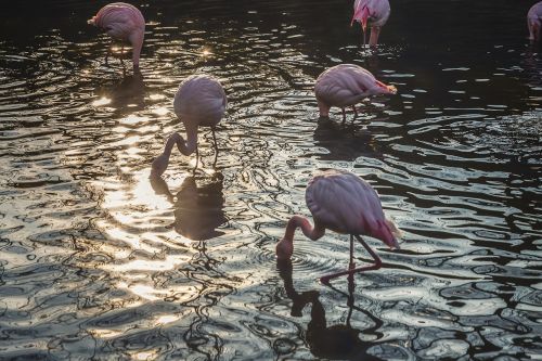 flamingos flamingoes bird