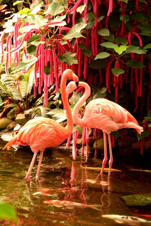 flamingos bird pink