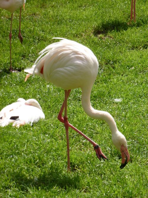 flamingos bird zoo