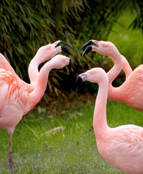 flamingos birds pink