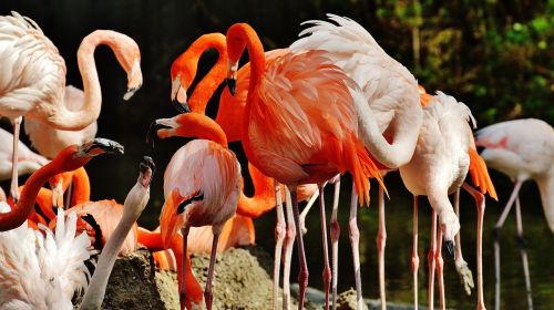 flamingos birds colorful