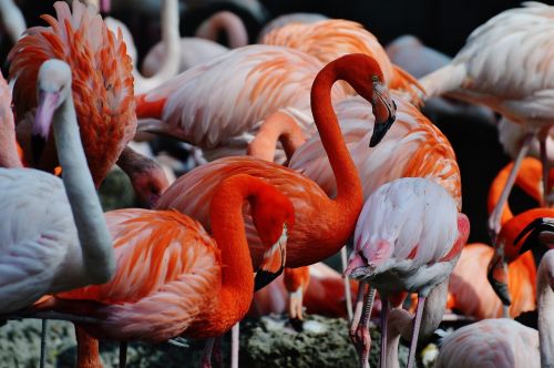 flamingos birds colorful